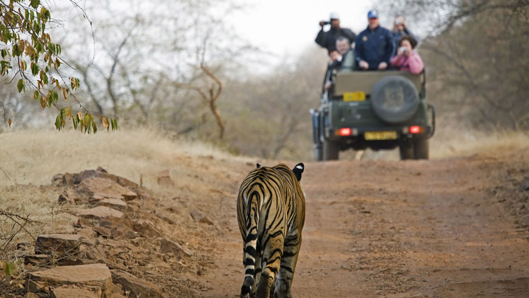 11 Days  Standard Wildlife Adventure Safari