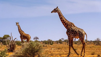 12 Days Tanzanian Dreams Adventure Safaris