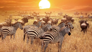 12 Days Tanzanian Dreams Adventure Safaris
