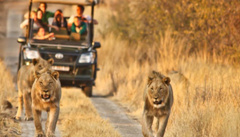 3 Days Southern Safari To Nyerere