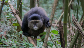 3 Days Tanzania Western Safari to Gombe and Kigoma