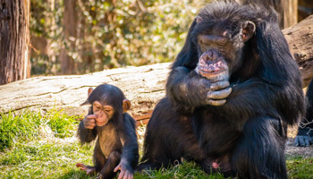 3 Days Tanzania Western Safari to Gombe and Kigoma