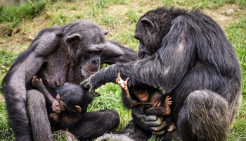 3 Days Tanzania Western Safari to Gombe and Kigoma