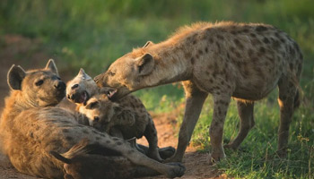 4 Days Tanzania Western Safari to Katavi