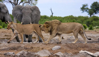 4 Days Tanzania Western Safari to Katavi