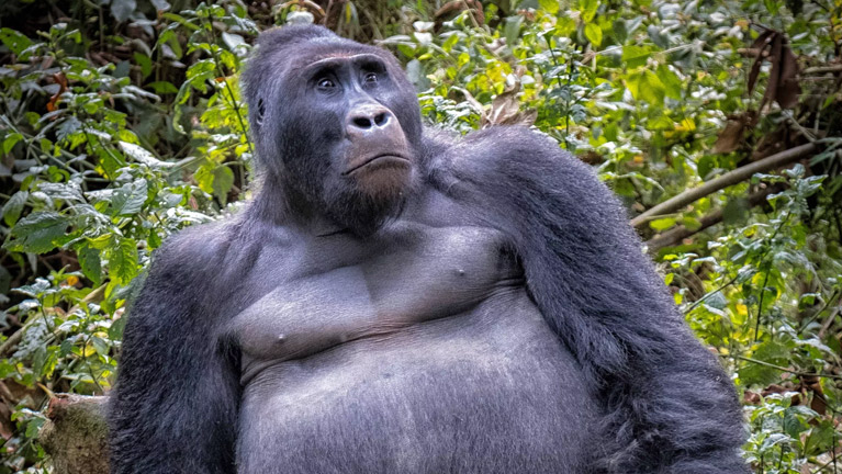 4 Days Tanzania Western Safari to Mahale