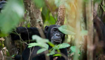 4 Days Tanzania Western Safari to Gombe and Kigoma