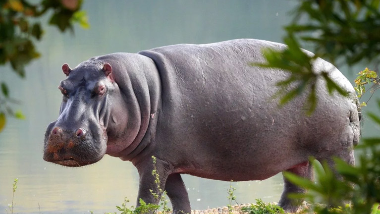 4 Days Tanzania Western Safari to Gombe and Kigoma