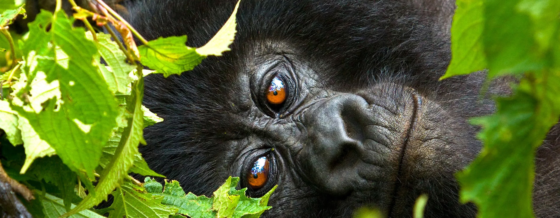 7 Days Tanzania Western Safari to Mahale and Gombe