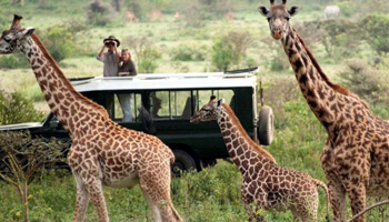 7 Days Tanzania Safari To Mikumi And Nyerere