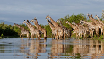 7 Days Tanzania Heritage Wildlife Safaris