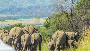 7 Days Tanzania Heritage Wildlife Safaris