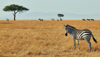 7 Days Tanzania Heritage Wildlife Safaris
