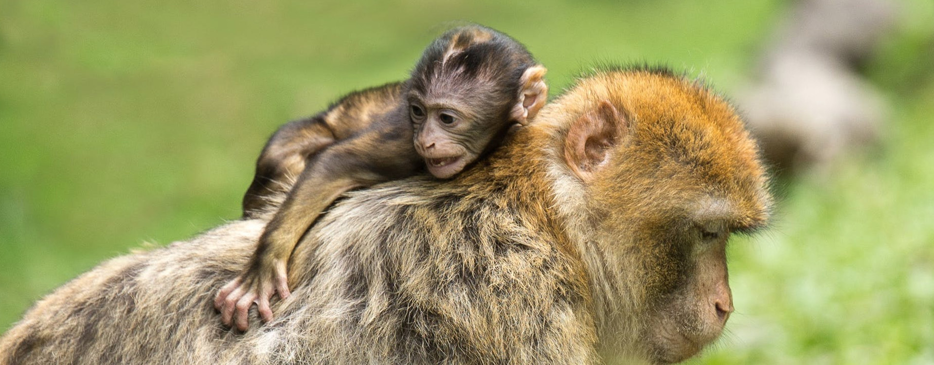 7 Days Tanzania Western Safari to Katavi and Mahale