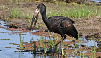 7 Days Tanzania Western Safari to Katavi and Mahale