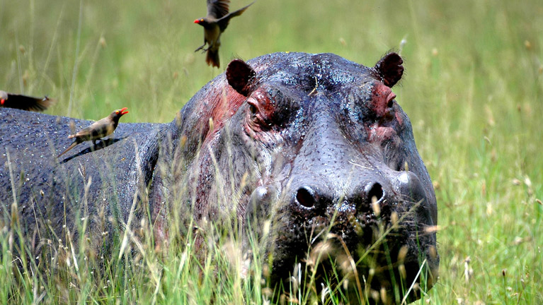 7 Days Tanzania Western Safari to Katavi and Mahale