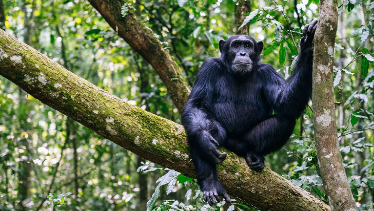 7 Days Tanzania Western Safari to Mahale, Gombe and Kigoma