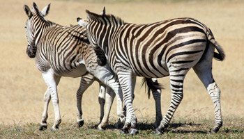 8 Days Tanzania Southern Wildlife Experience