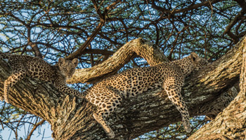 8 Days Tanzania Southern Wildlife Experience
