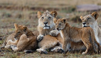 8 Days Tanzania Southern Wildlife Experience