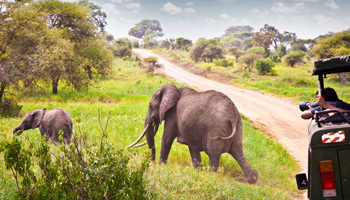 8 Days Tanzania Southern Wildlife Experience