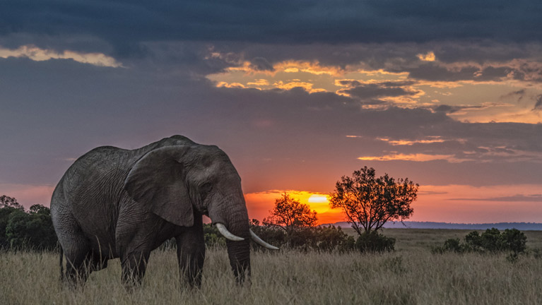 8 Days Tanzania Southern Wildlife Experience