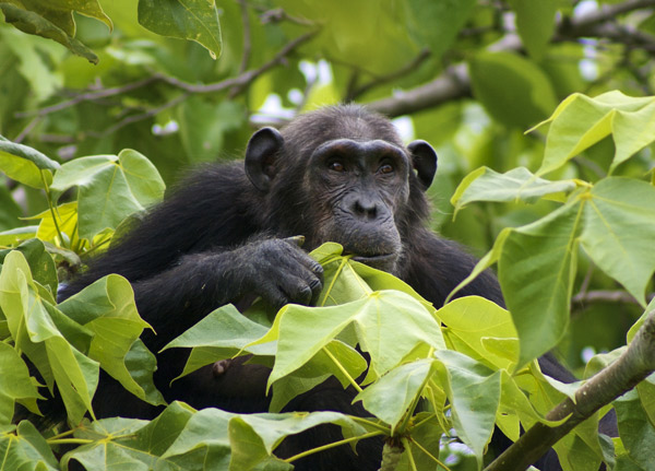 Gombe Stream National Park