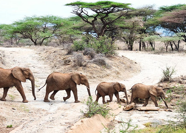 katavi National Park