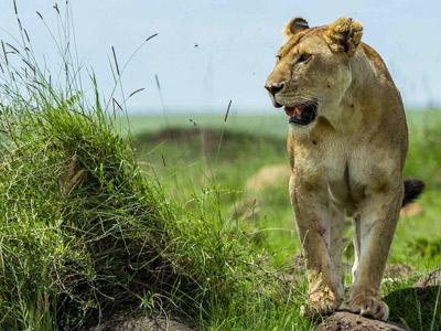 9 Days - Tanzania Wildlife & Cultural Dream Safaris