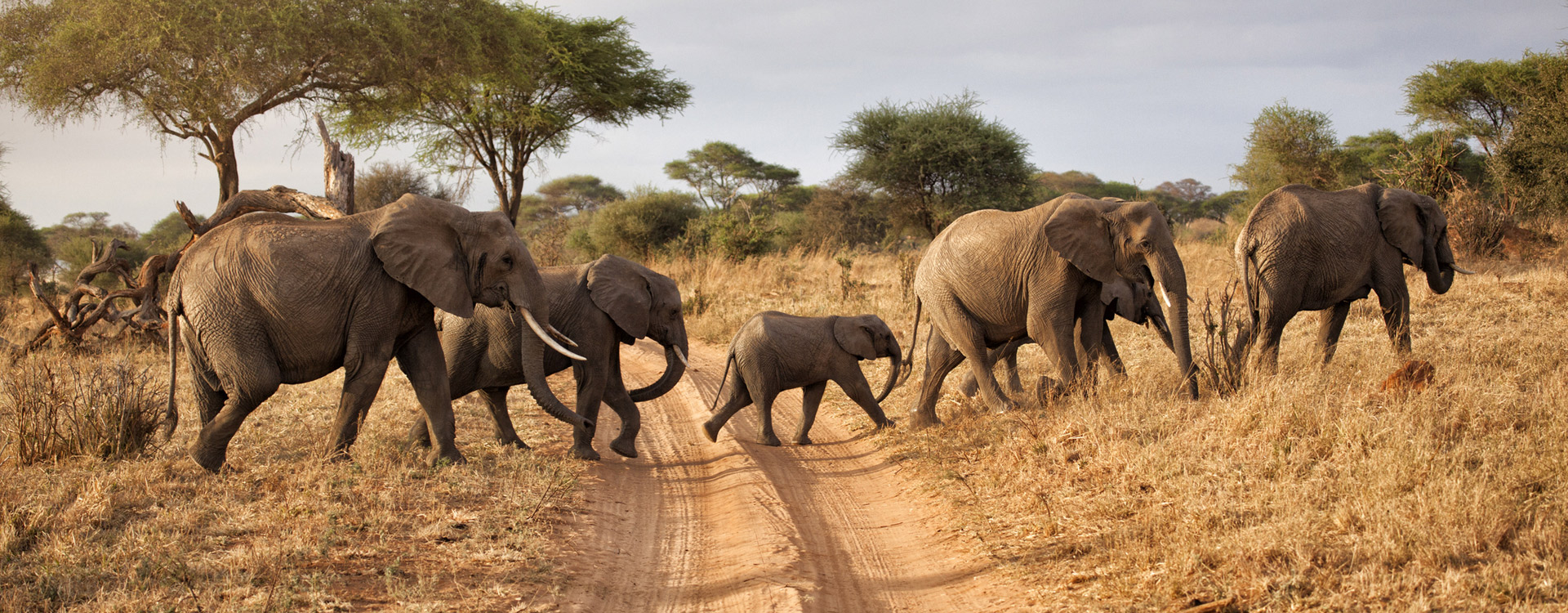 Tanzania Safari Facts