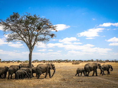Southern Tanzania Safari
